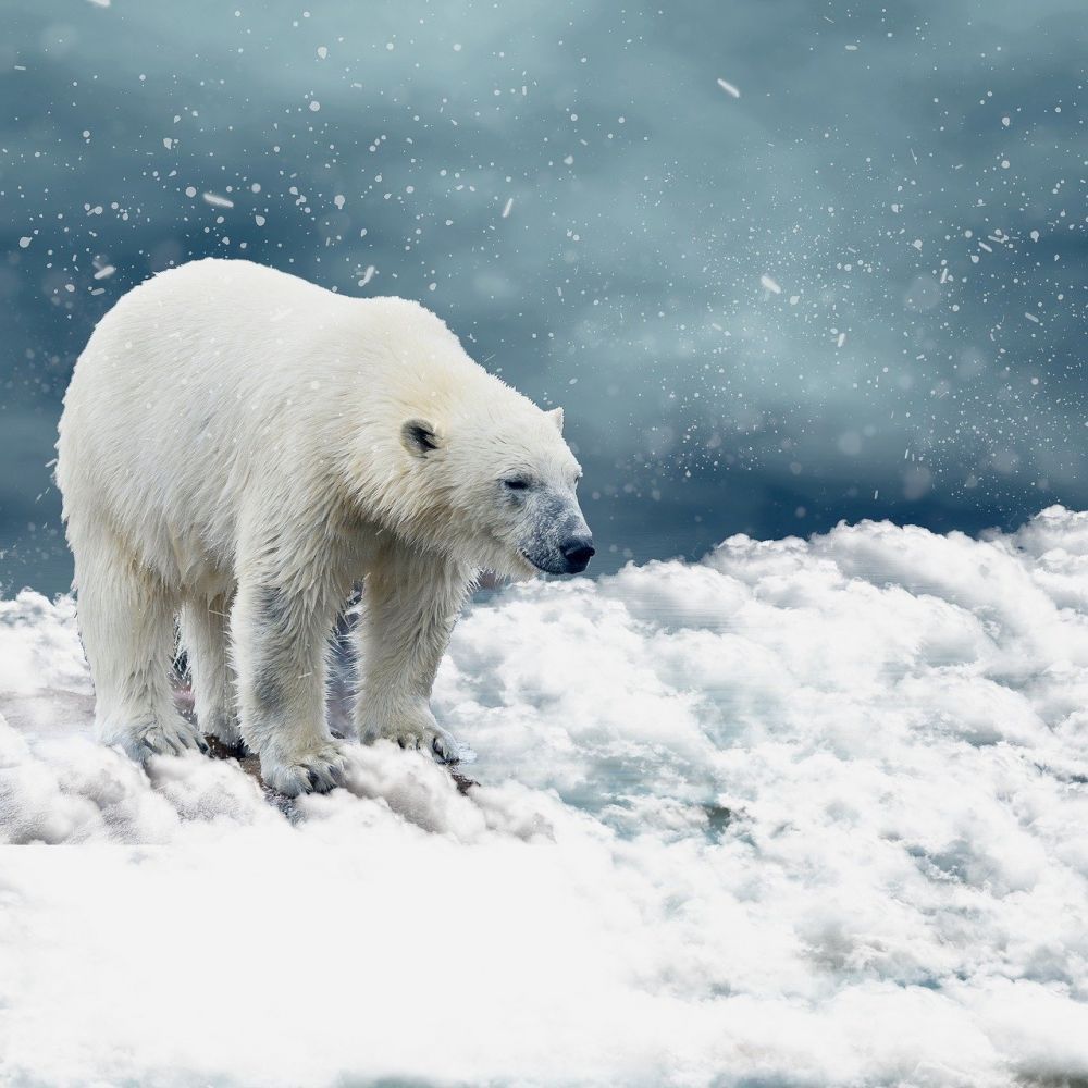 Arktis Eisbär