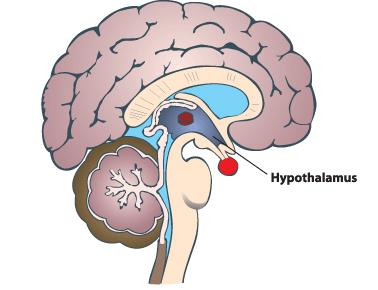 Das vegetative Nervensystem - Hypothalamus