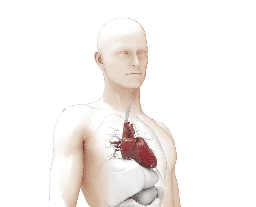 10 Fragen zum Herz Anatomie