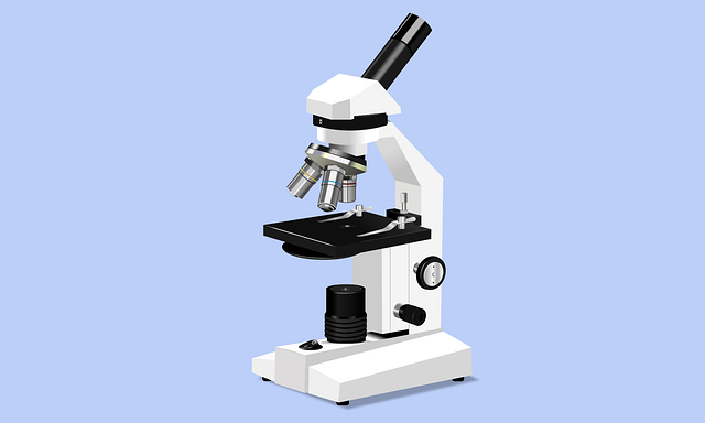 Proportionen mit dem Mikroskop vergrößern Übung 1