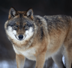 Der Wolf Steckbrief | Aussehen & Lebensweise 