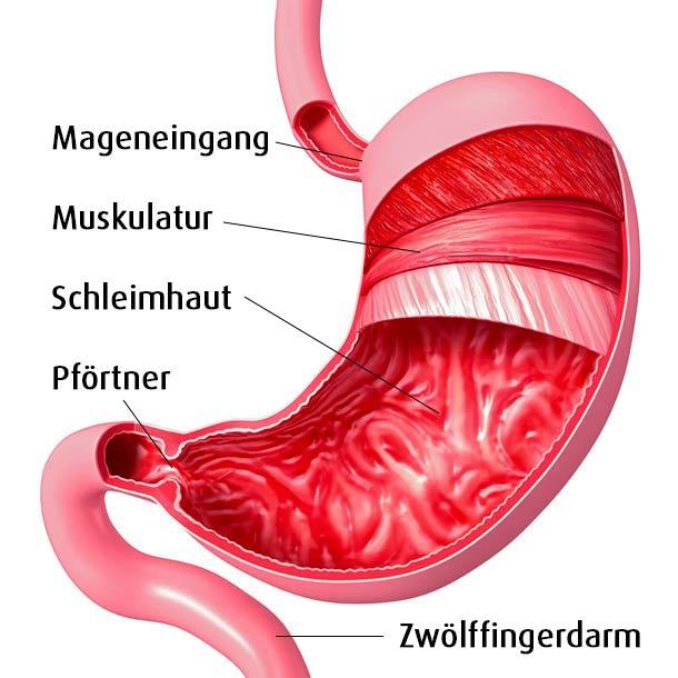 Der Magen Anatomie und Funktion