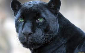 Gedicht Der Panther