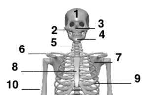 Das menschliche Skelett Quiz | Lösungen