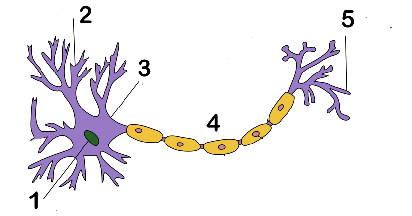 Bestandteile der Nervenzelle bestimmen