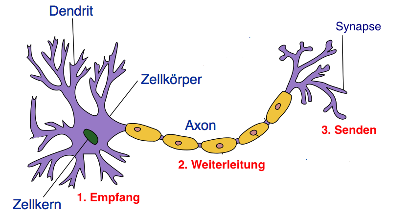 Aufbau der Nervenzelle