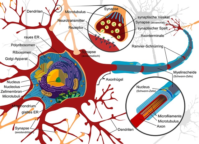 Die Nervenzelle