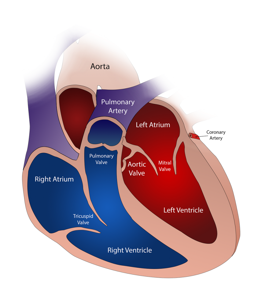 Herz-Kreislaufsystem